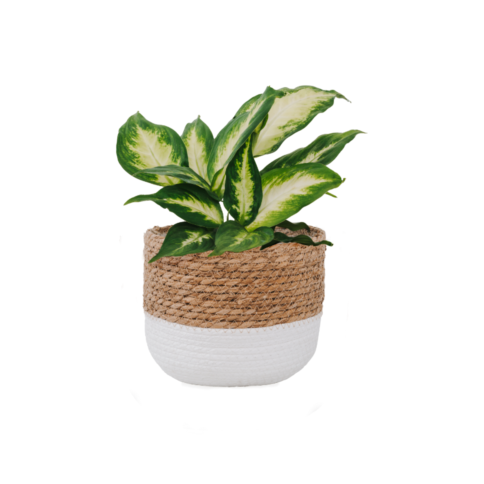 House Plants (Indoor)